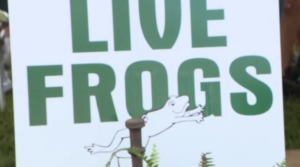 Live Frogs sign